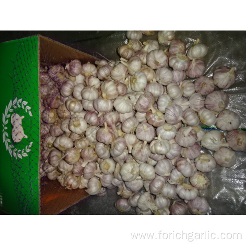 Normal Fresh White Garlic Crop 2019